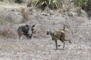 Baboons and warthog
