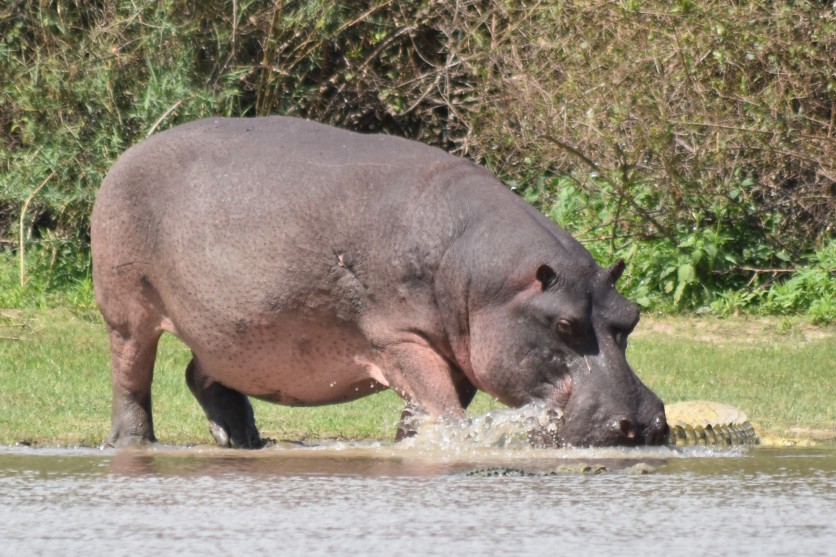 Hippo attacking a crocodile