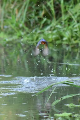 the flash of a kingfisher diving