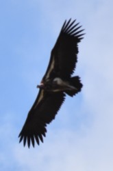 Flying white headed vulture