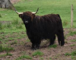 Muckle Coo!!!!