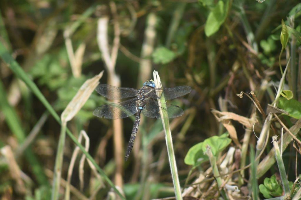 a dragonfly sitting on a twig