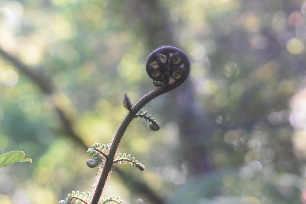a tree fern frond